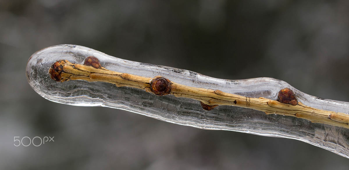 Olympus E-5 + OLYMPUS 50mm Lens sample photo. Twig captured in ice photography
