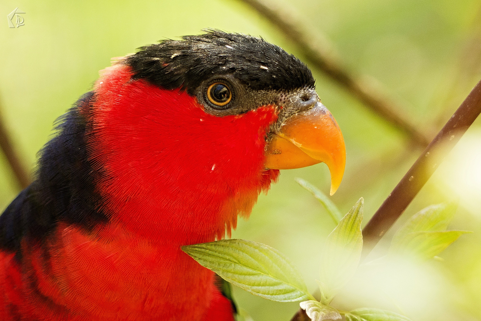 Panasonic Lumix G Vario 45-200mm F4-5.6 OIS sample photo. The beak photography