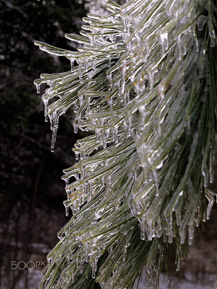 Olympus E-5 + OLYMPUS 50mm Lens sample photo. Iced pine needles photography