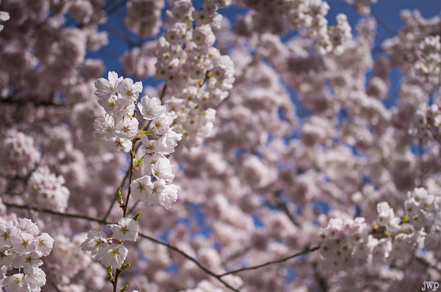 Pentax K-30 + Pentax smc DA 35mm F2.4 AL sample photo. Sakura photography