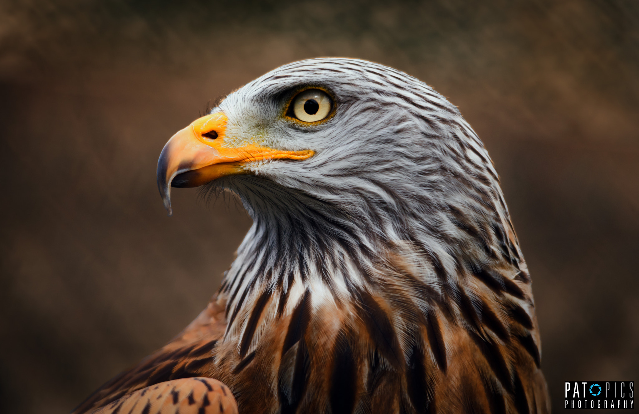 Sigma 150-500mm F5-6.3 DG OS HSM sample photo. Rotmilan photography