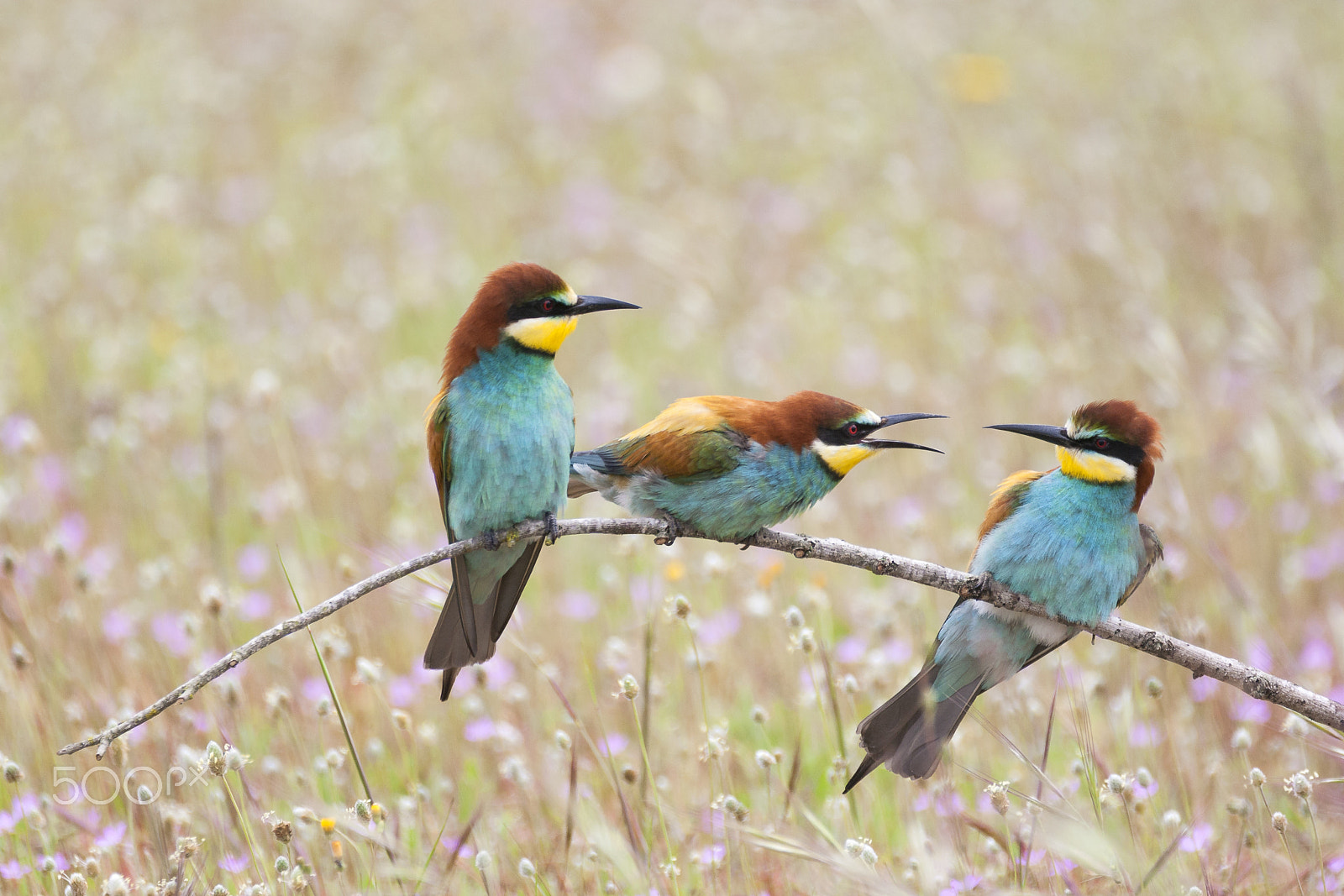 Sigma 150-600mm F5-6.3 DG OS HSM | C sample photo. 20160416 doñana - 097 photography