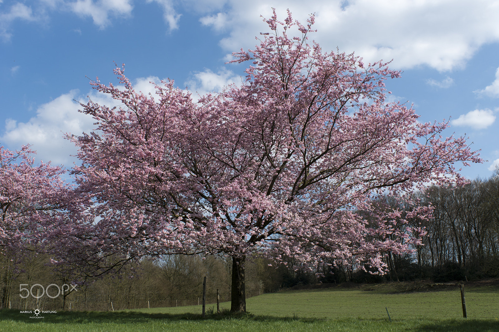 Sony ILCA-77M2 + Minolta AF 24mm F2.8 sample photo. Kirschblüte 2016 deutschland photography