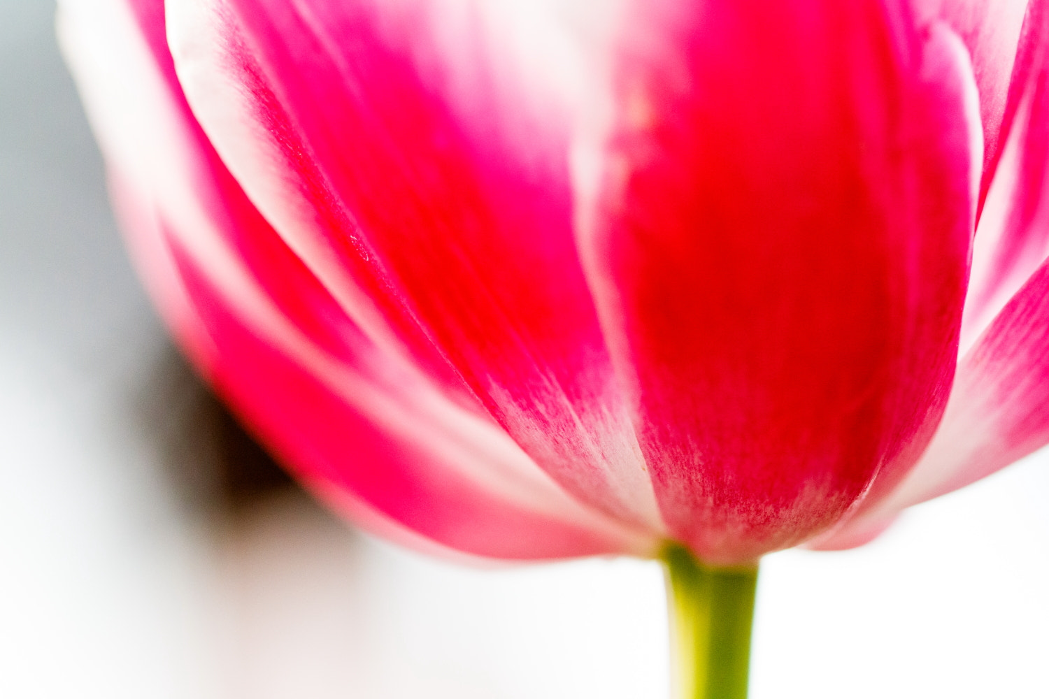 Canon EOS M3 + Canon EF 100mm F2.8L Macro IS USM sample photo. Tulip photography