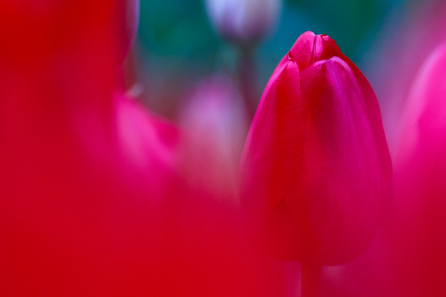 Canon EOS M3 + Canon EF 100mm F2.8L Macro IS USM sample photo. Tulip photography