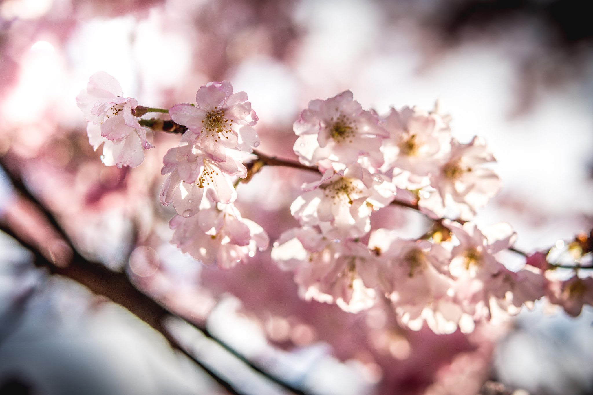 Nikon AF-S Micro-Nikkor 60mm F2.8G ED sample photo. Pink flowers after rain 3 photography