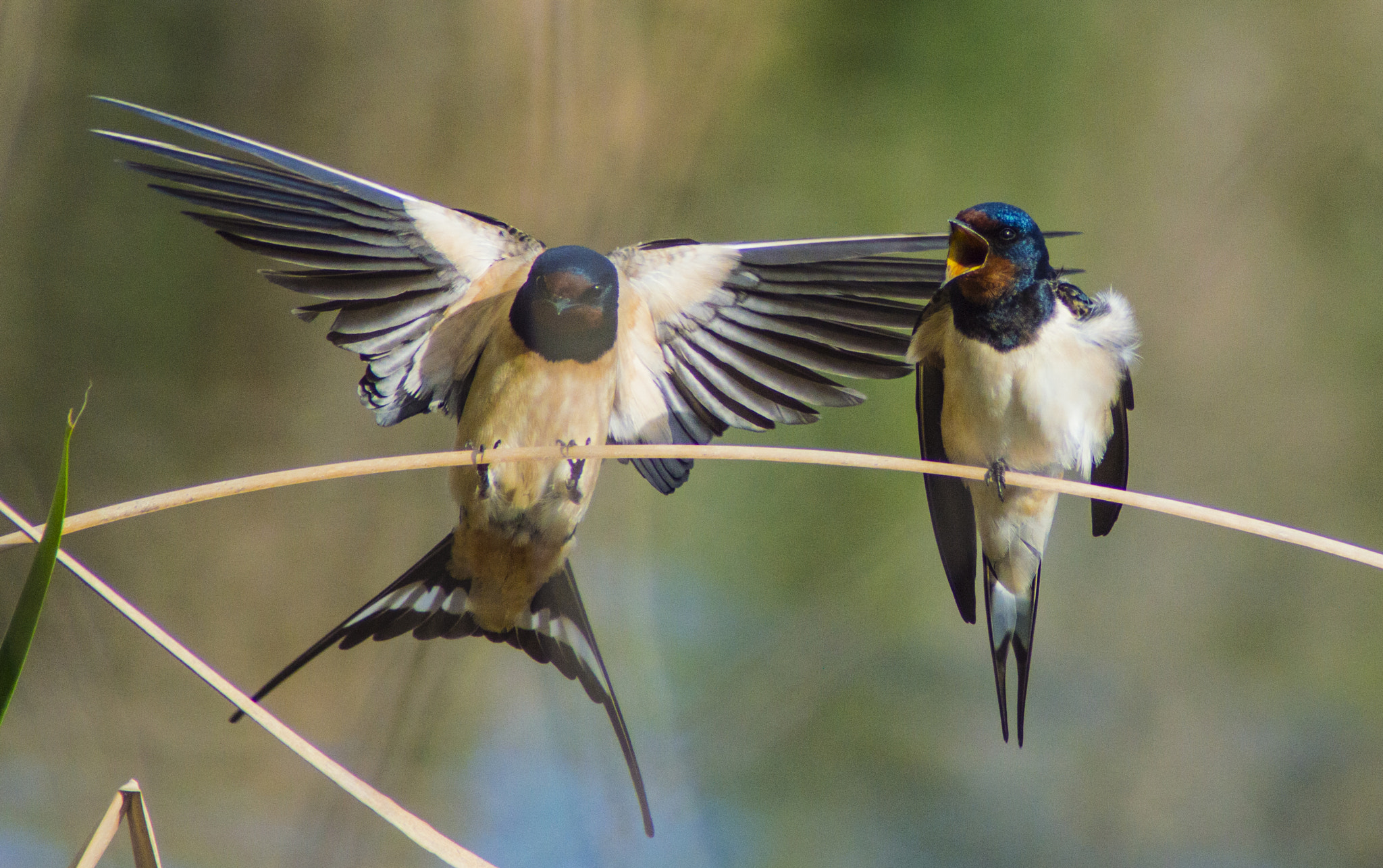 Tamron AF 200-400mm f/5.6 LD IF (75D) sample photo. Barn swallow (hirundo rustica) in spring photography