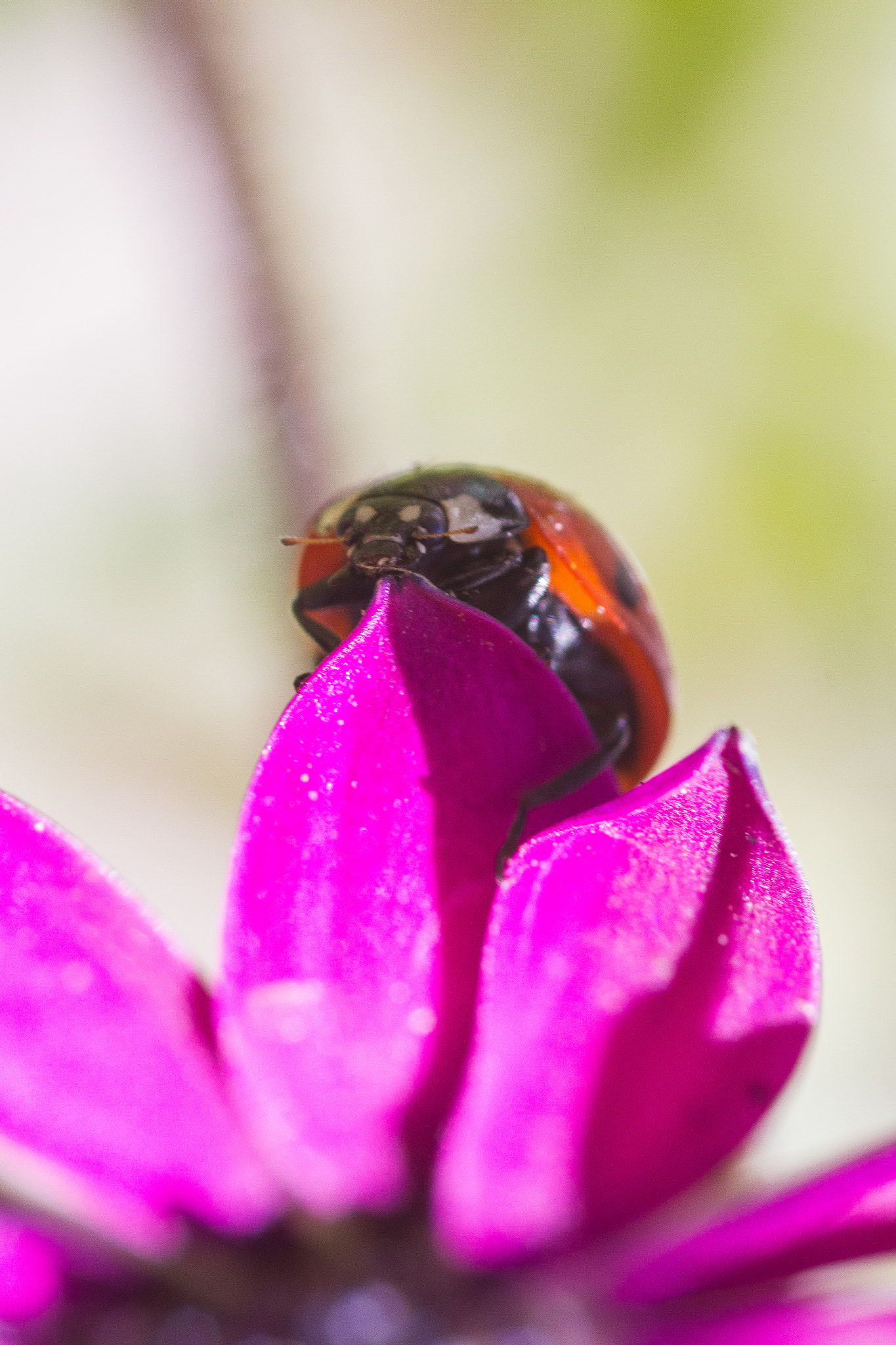 Canon EOS 7D + Sigma 105mm F2.8 EX DG Macro sample photo. Mariquita photography