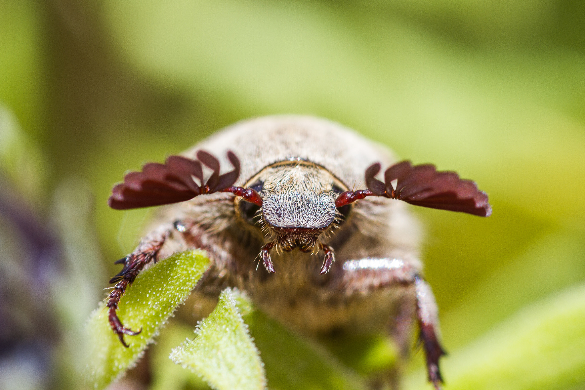 Canon EOS 7D + Sigma 105mm F2.8 EX DG Macro sample photo. Escarabajo photography