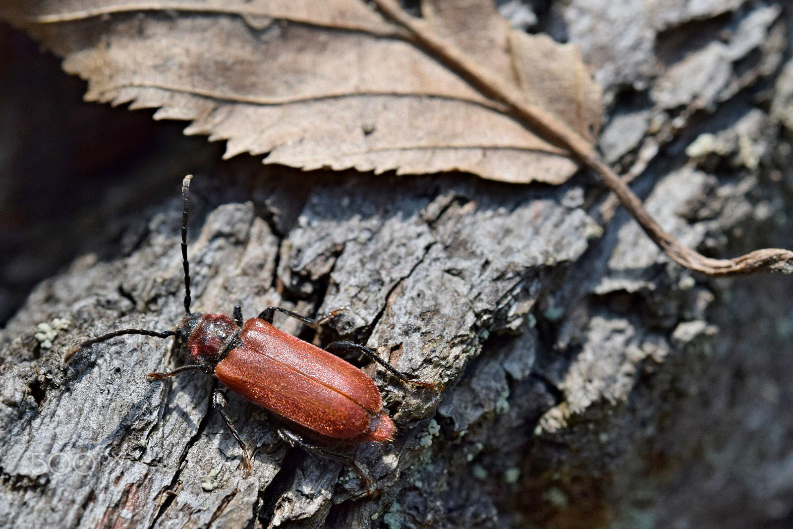 Nikon AF-S Micro-Nikkor 60mm F2.8G ED sample photo. Pyrrhidium sanguineum photography