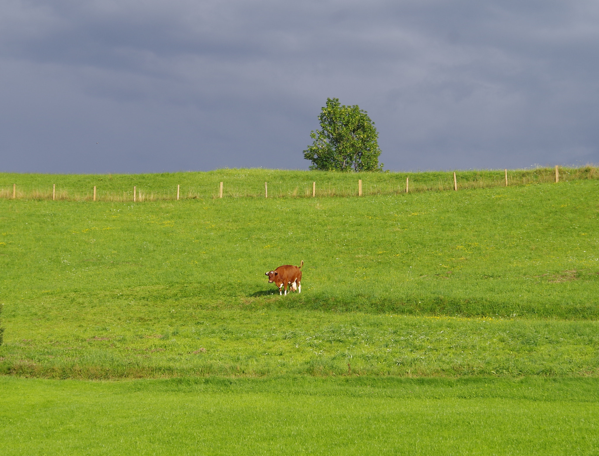 smc PENTAX-DA L 50-200mm F4-5.6 ED sample photo. Cow photography
