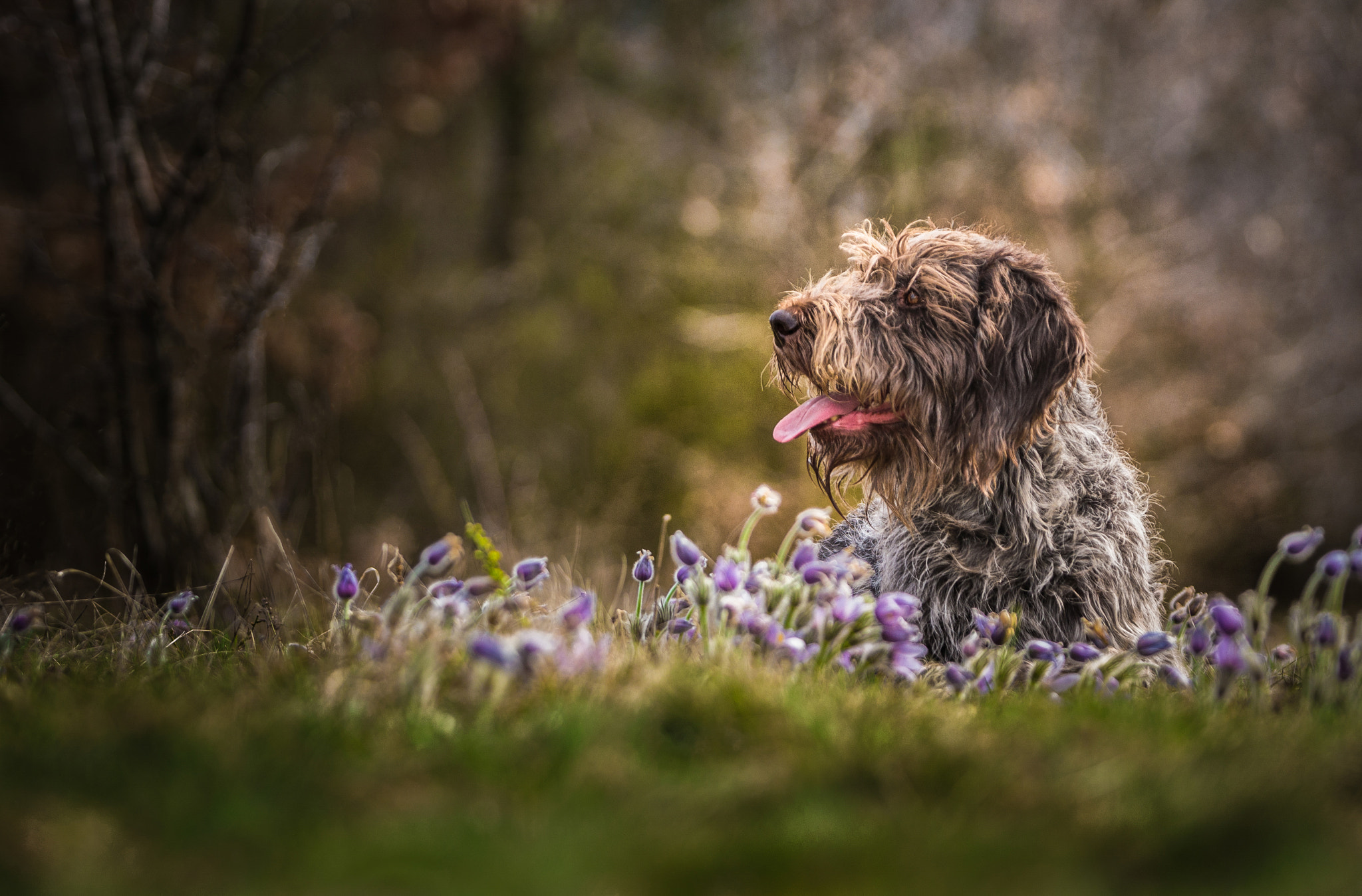 AF-S Zoom-Nikkor 80-200mm f/2.8D IF-ED sample photo. Bohemian wire-haired pointing griffon photography