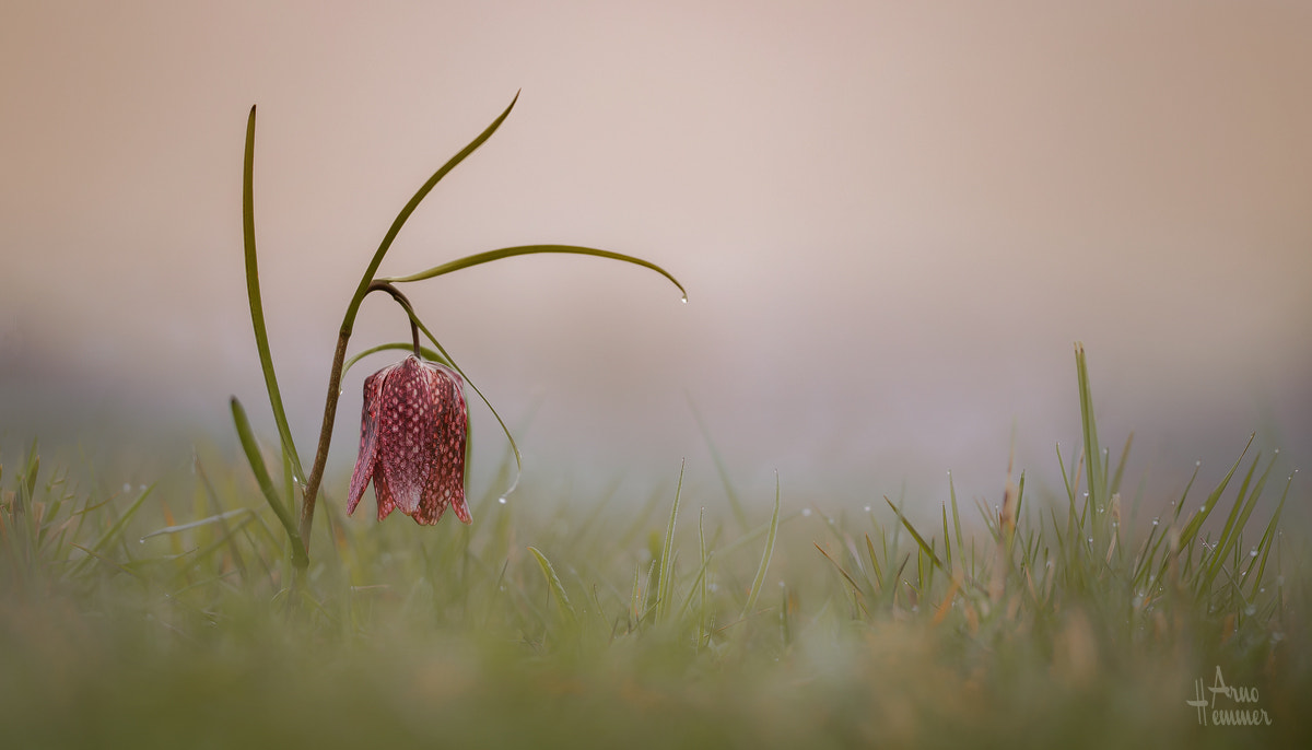 Sigma 150mm F2.8 EX DG OS Macro HSM sample photo. Schachblume photography