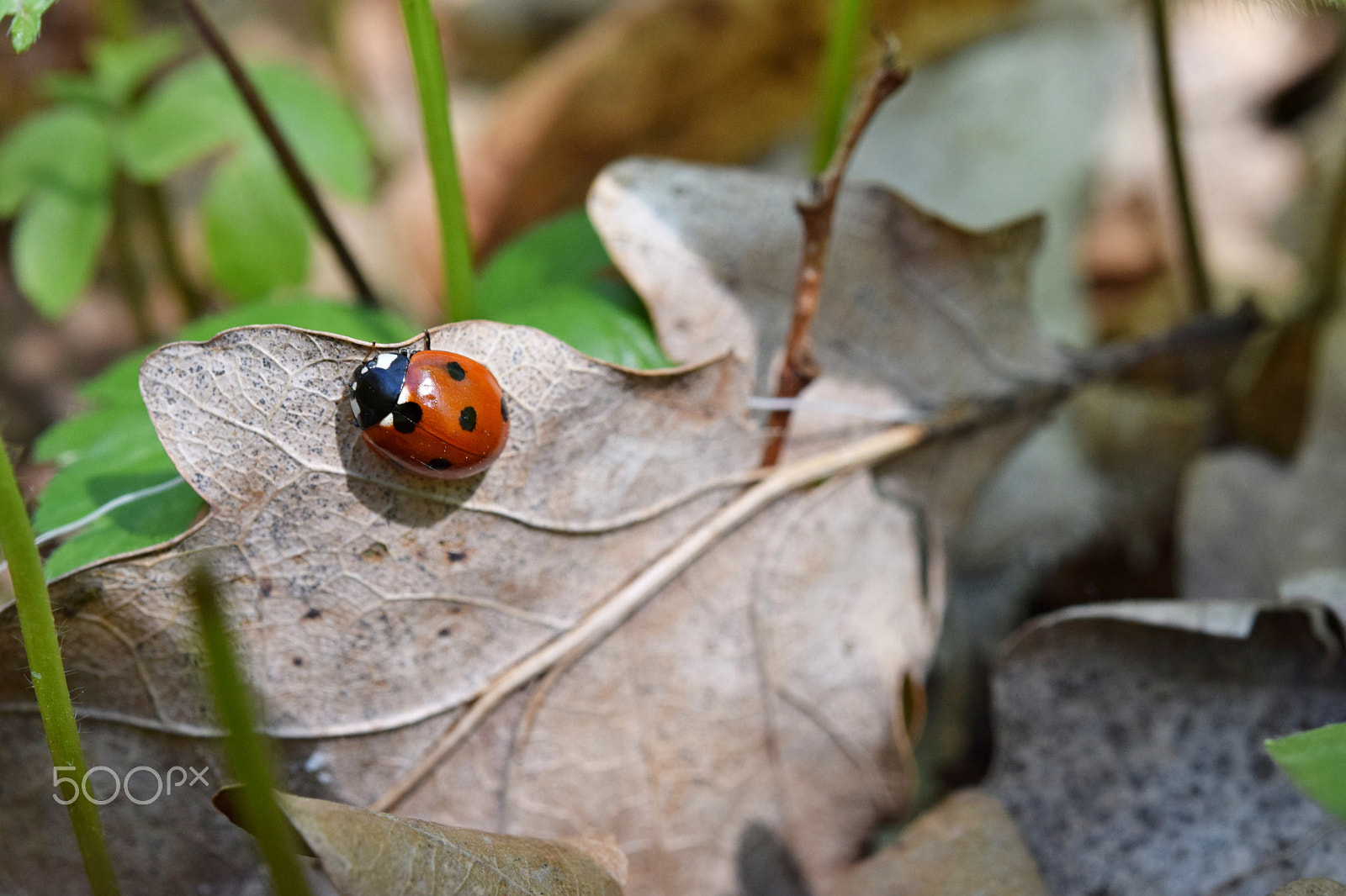 Nikon AF-S Micro-Nikkor 60mm F2.8G ED sample photo. Coccinella septempunctata photography