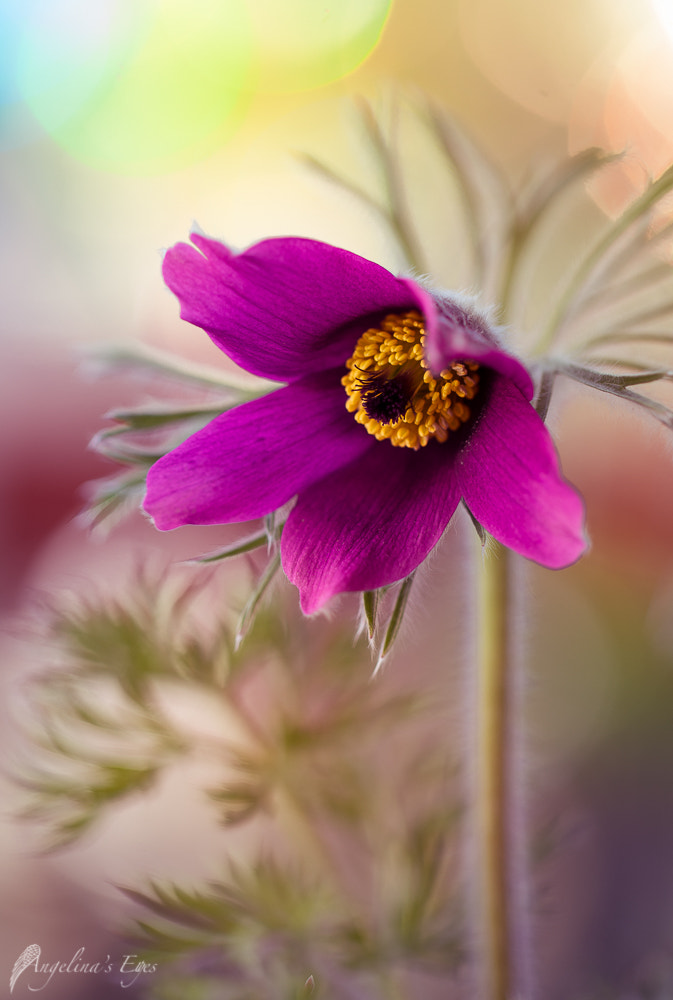 100mm F2.8 G SSM OSS sample photo. Lylay photography