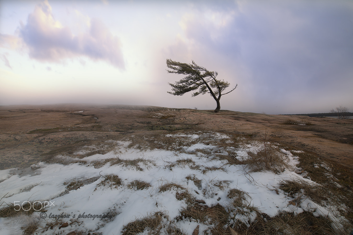 Nikon D3X sample photo. Tree photography