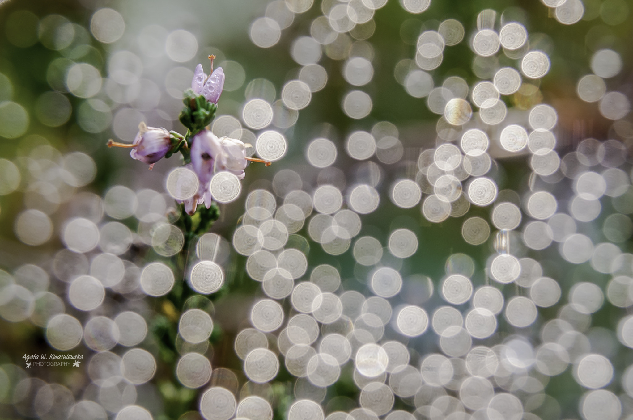 Sigma 24-70mm F2.8 EX DG HSM sample photo. Bokeh_drops photography