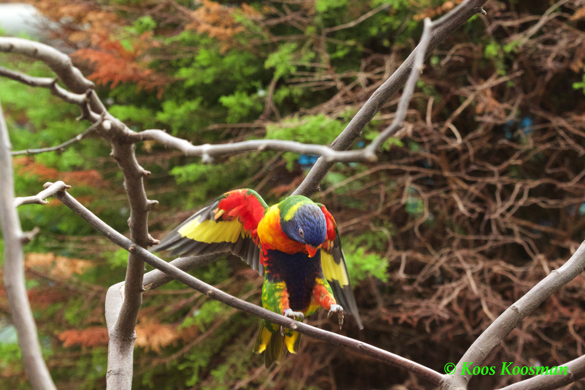 Canon EF 100-400mm F4.5-5.6L IS USM sample photo. Rainbow lorikeet photography