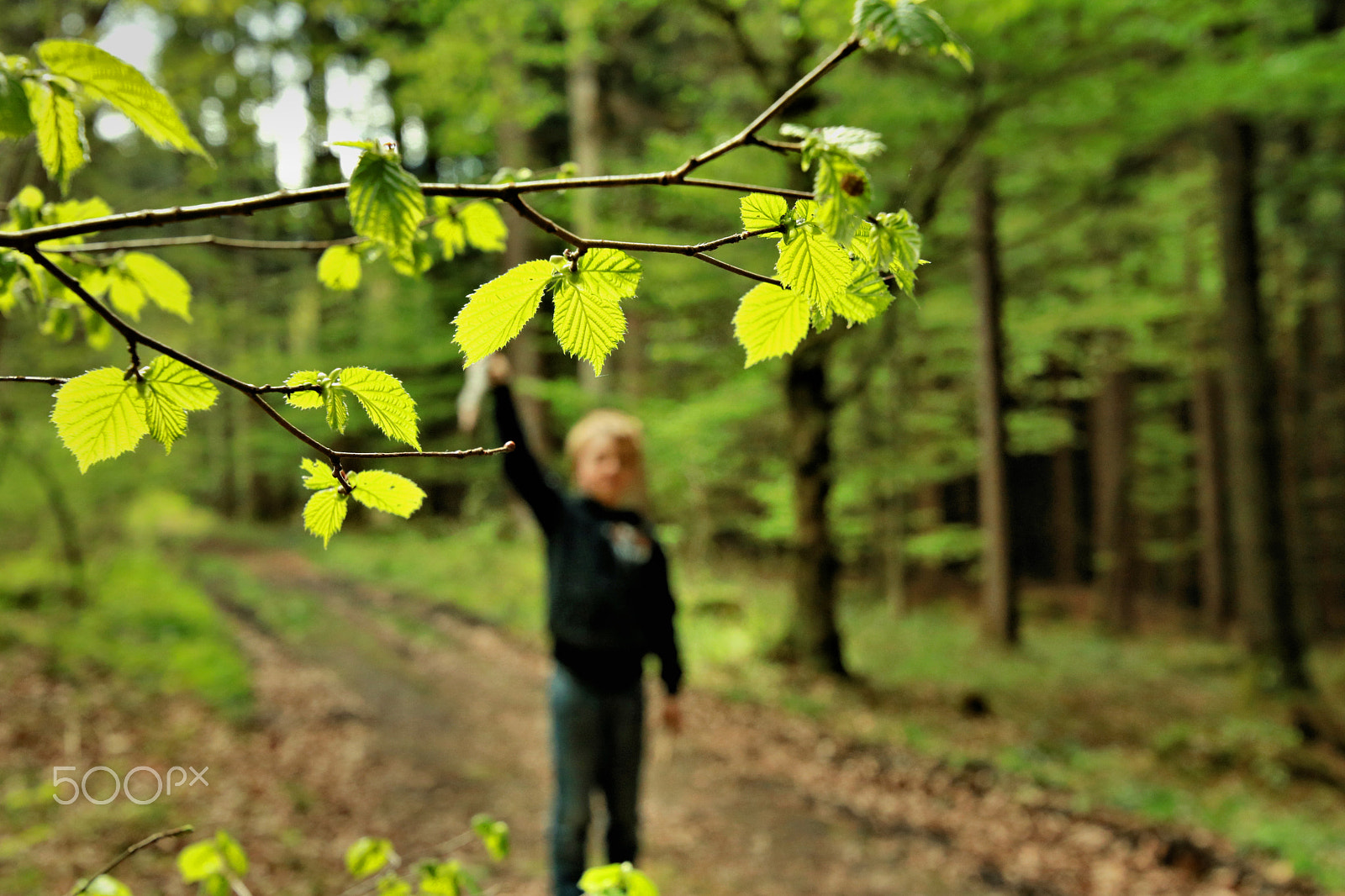 Canon EOS 750D (EOS Rebel T6i / EOS Kiss X8i) sample photo. Finn-luca in the wood12 photography