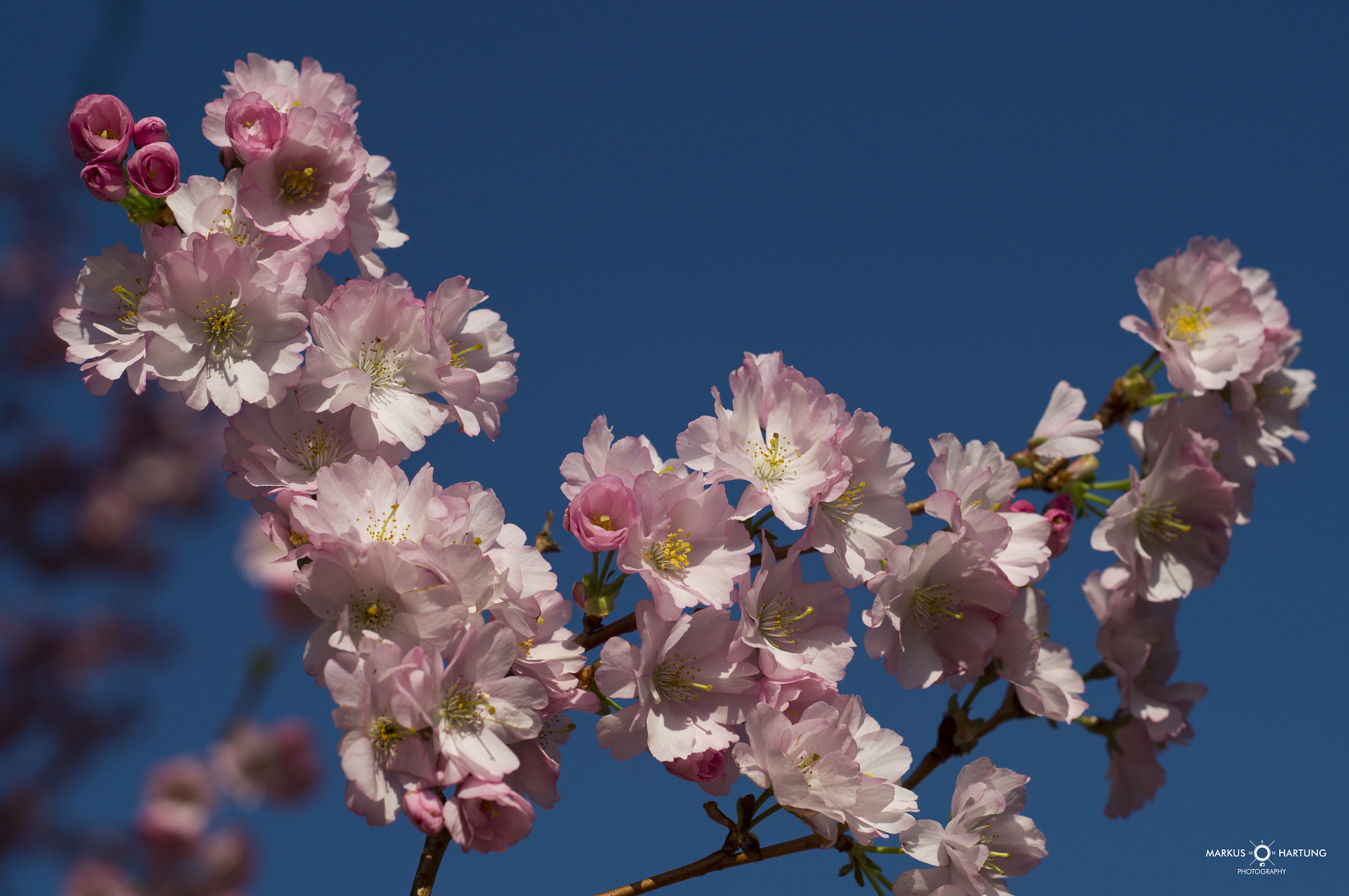 Sony SLT-A57 + MACRO 50mm F2.8 sample photo. Kirschblüte 2016 germany photography