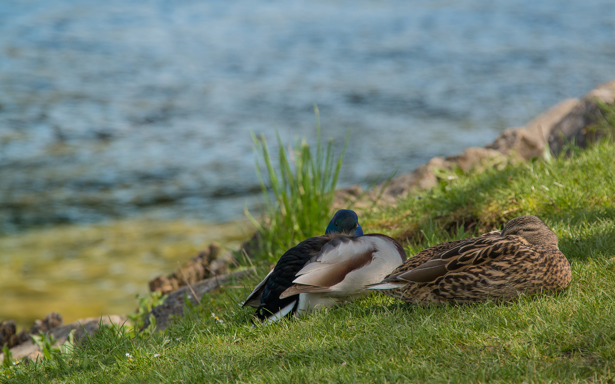 Canon EF 28-300mm F3.5-5.6L IS USM sample photo. Nap photography