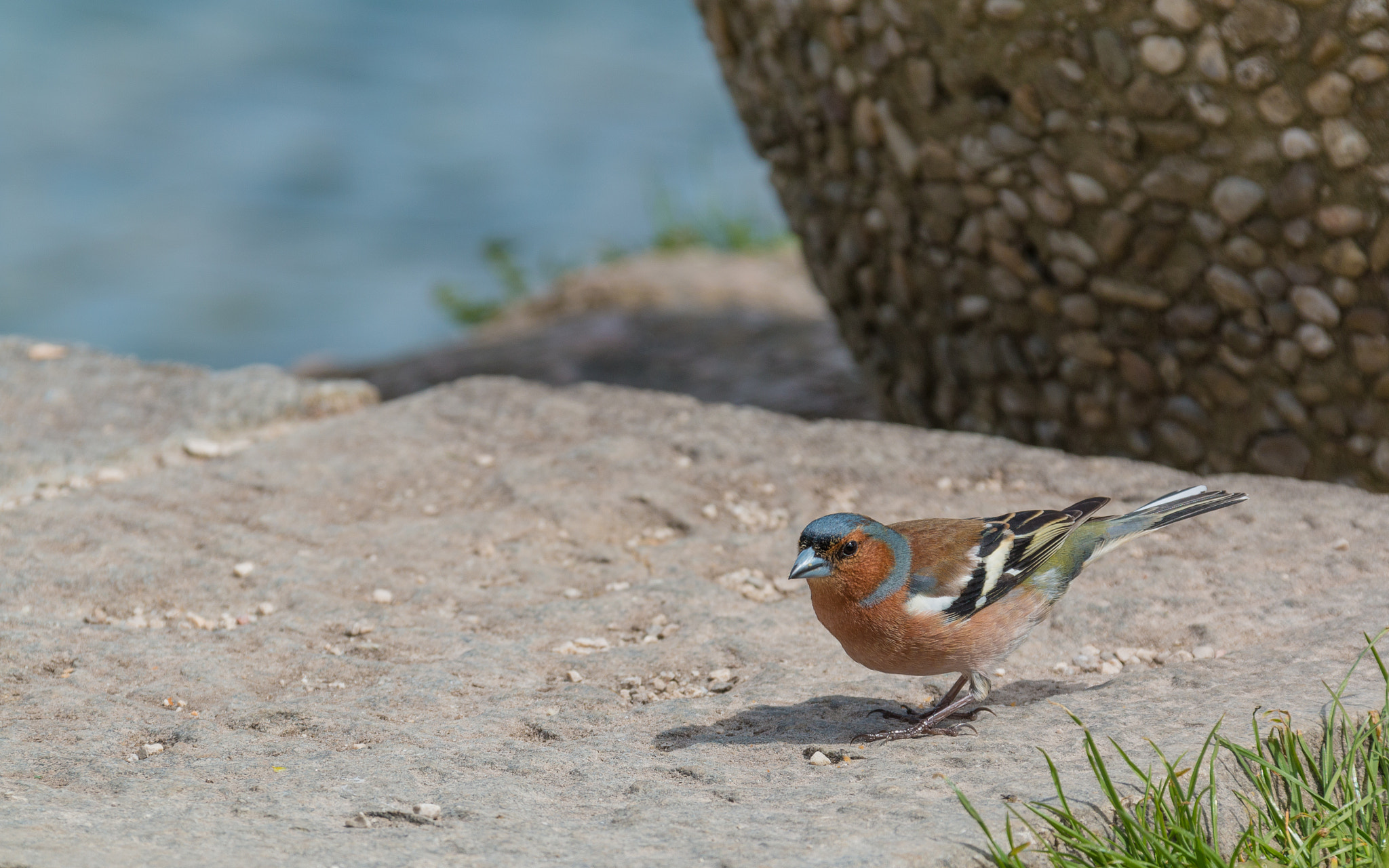 Canon EF 28-300mm F3.5-5.6L IS USM sample photo. Bird photography