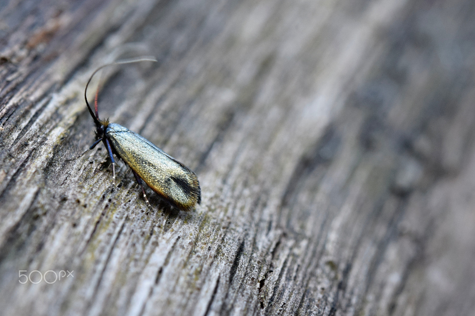 Nikon AF-S Micro-Nikkor 60mm F2.8G ED sample photo. Golden green bug fairy photography