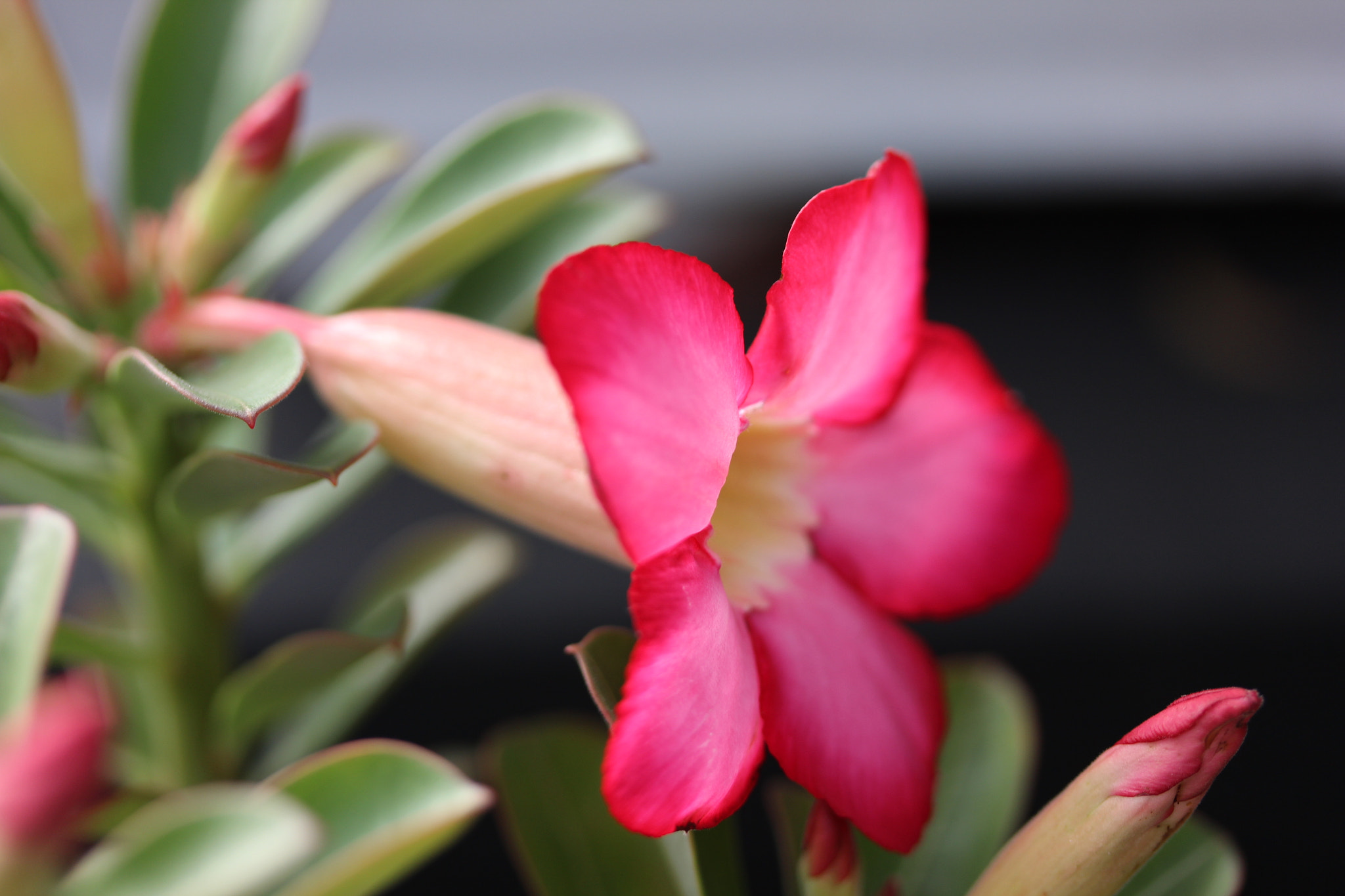 Canon EF-S 60mm F2.8 Macro USM sample photo