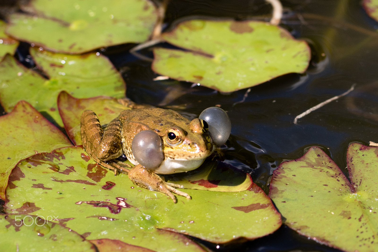 Canon EOS 760D (EOS Rebel T6s / EOS 8000D) + Canon EF 100mm F2.8L Macro IS USM sample photo. Frog photography