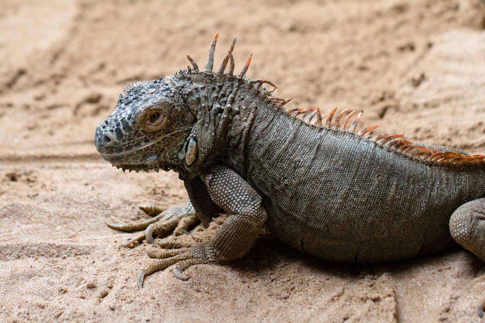 Canon EOS 760D (EOS Rebel T6s / EOS 8000D) + Canon EF 100mm F2.8L Macro IS USM sample photo. Reptilian photography