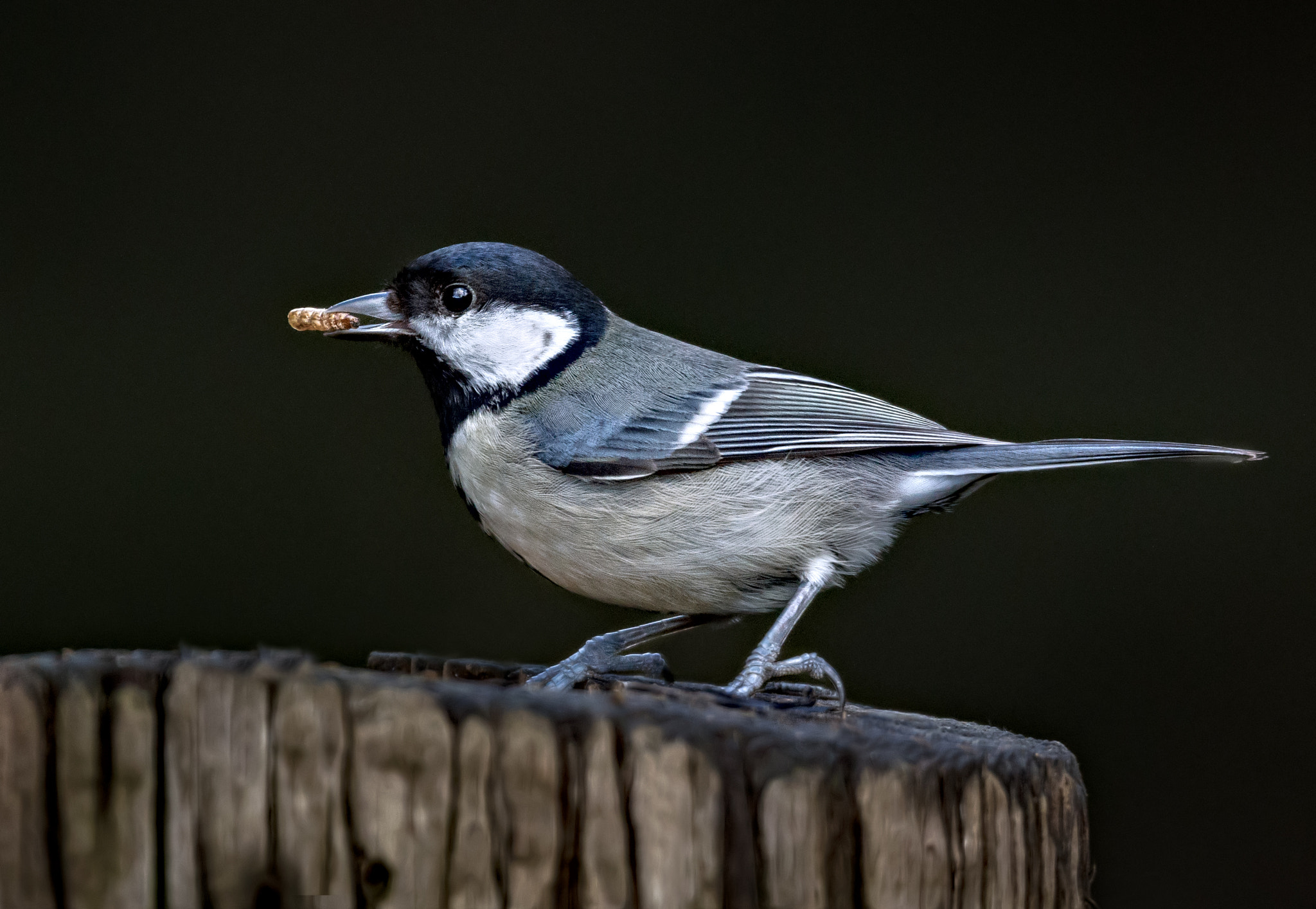 Canon EF 500mm F4L IS USM sample photo. Early bird catches the worm.... photography