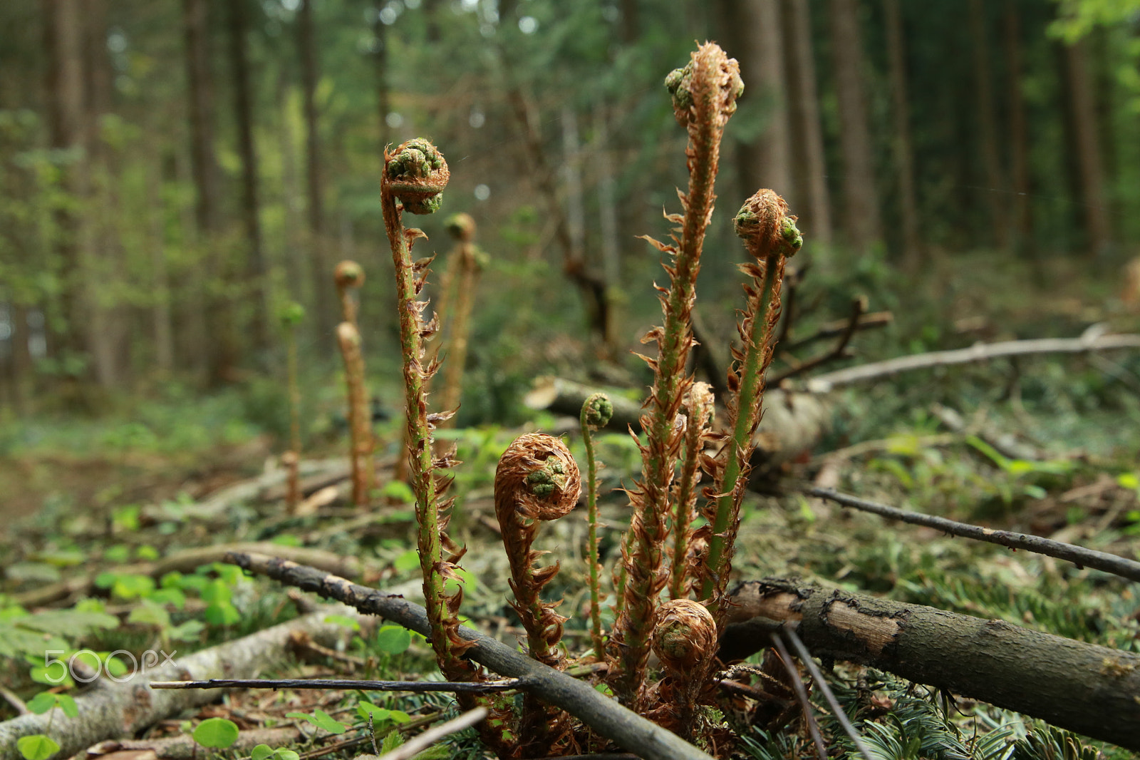 Canon EOS 750D (EOS Rebel T6i / EOS Kiss X8i) + Canon EF 300mm f/2.8L sample photo. The awakening wood1 photography