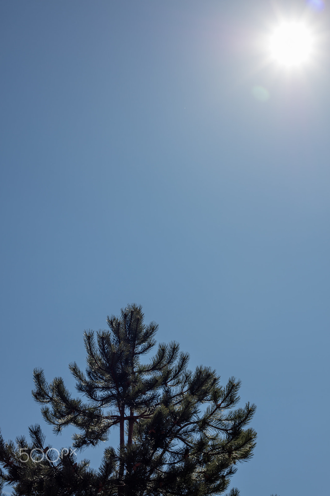 Canon EOS 5DS + Canon EF 50mm F1.8 STM sample photo. A tiny lens-flare photography