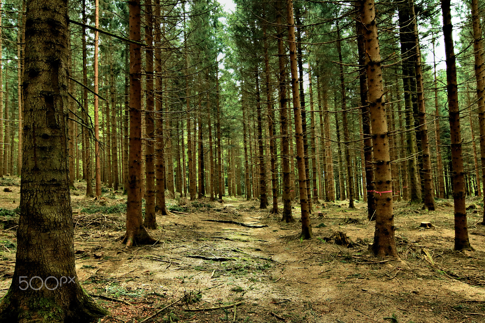 Canon EOS 750D (EOS Rebel T6i / EOS Kiss X8i) sample photo. The awakening wood2 photography