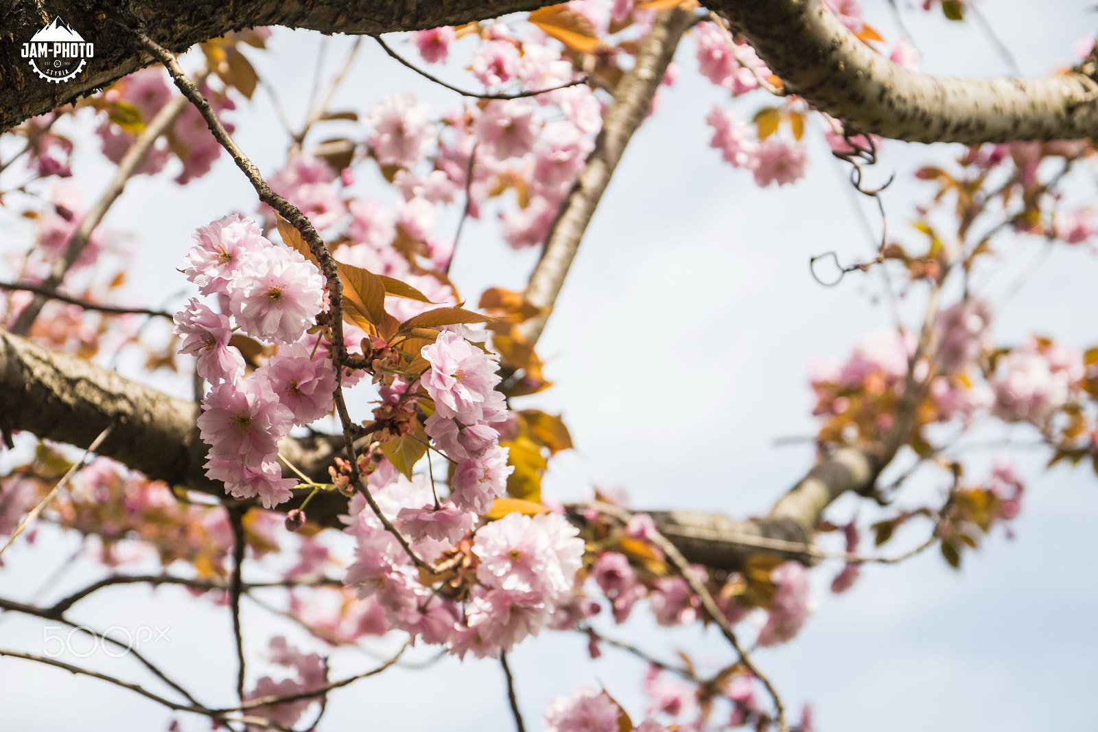 Canon EOS 70D + Canon EF 500mm F4L IS USM sample photo. Flower power photography