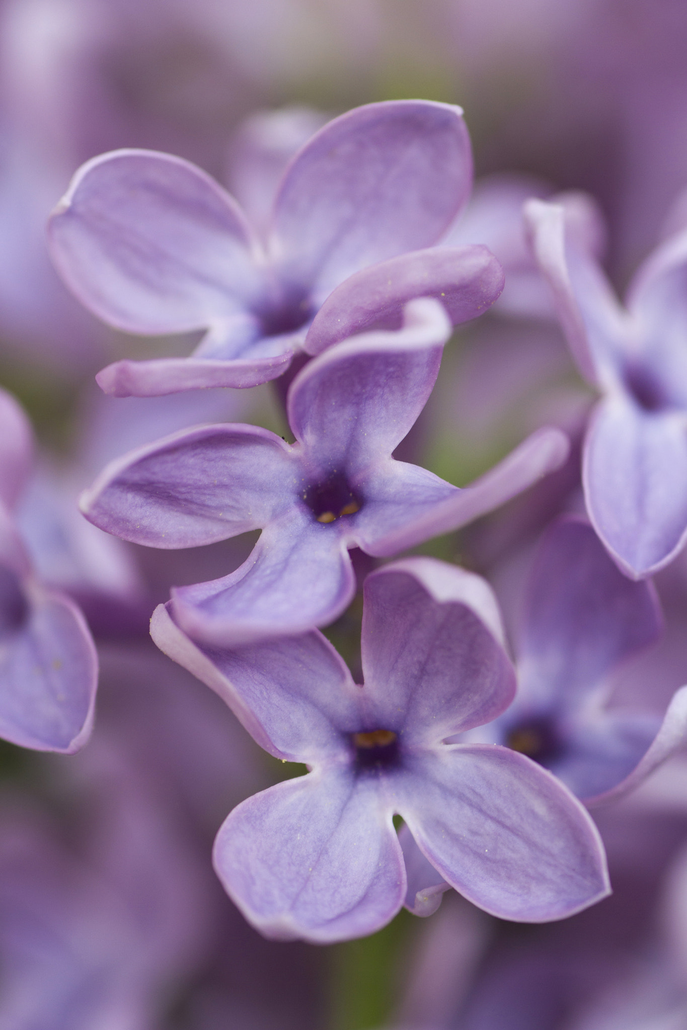 Canon EOS 550D (EOS Rebel T2i / EOS Kiss X4) + Tamron SP AF 90mm F2.8 Di Macro sample photo. Lilas photography