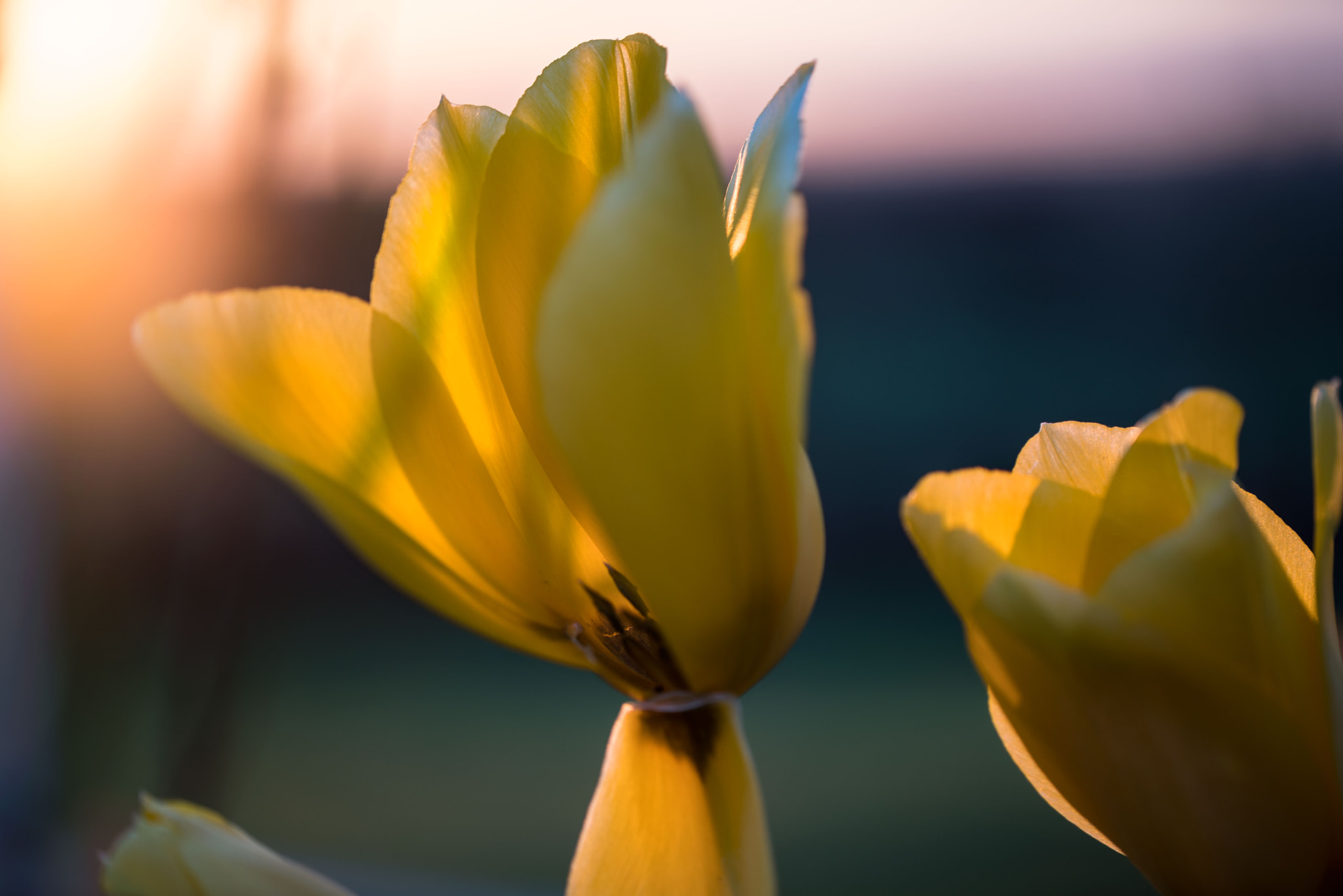 Sony a7R II + Canon EF 100mm F2.8L Macro IS USM sample photo. Tulip photography