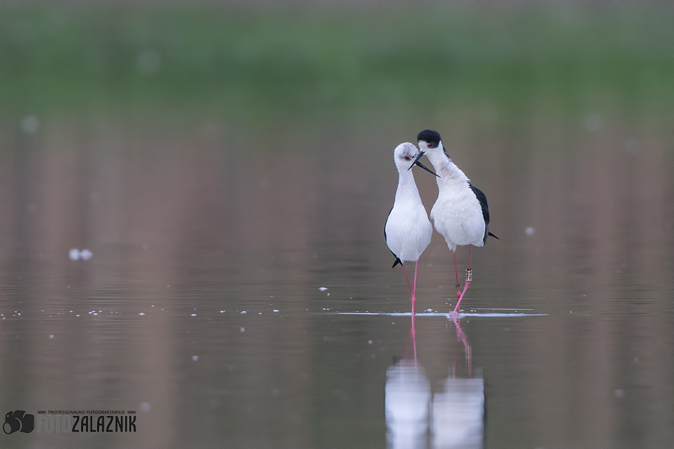 Canon EF 500mm F4L IS II USM sample photo. Love sweet love photography