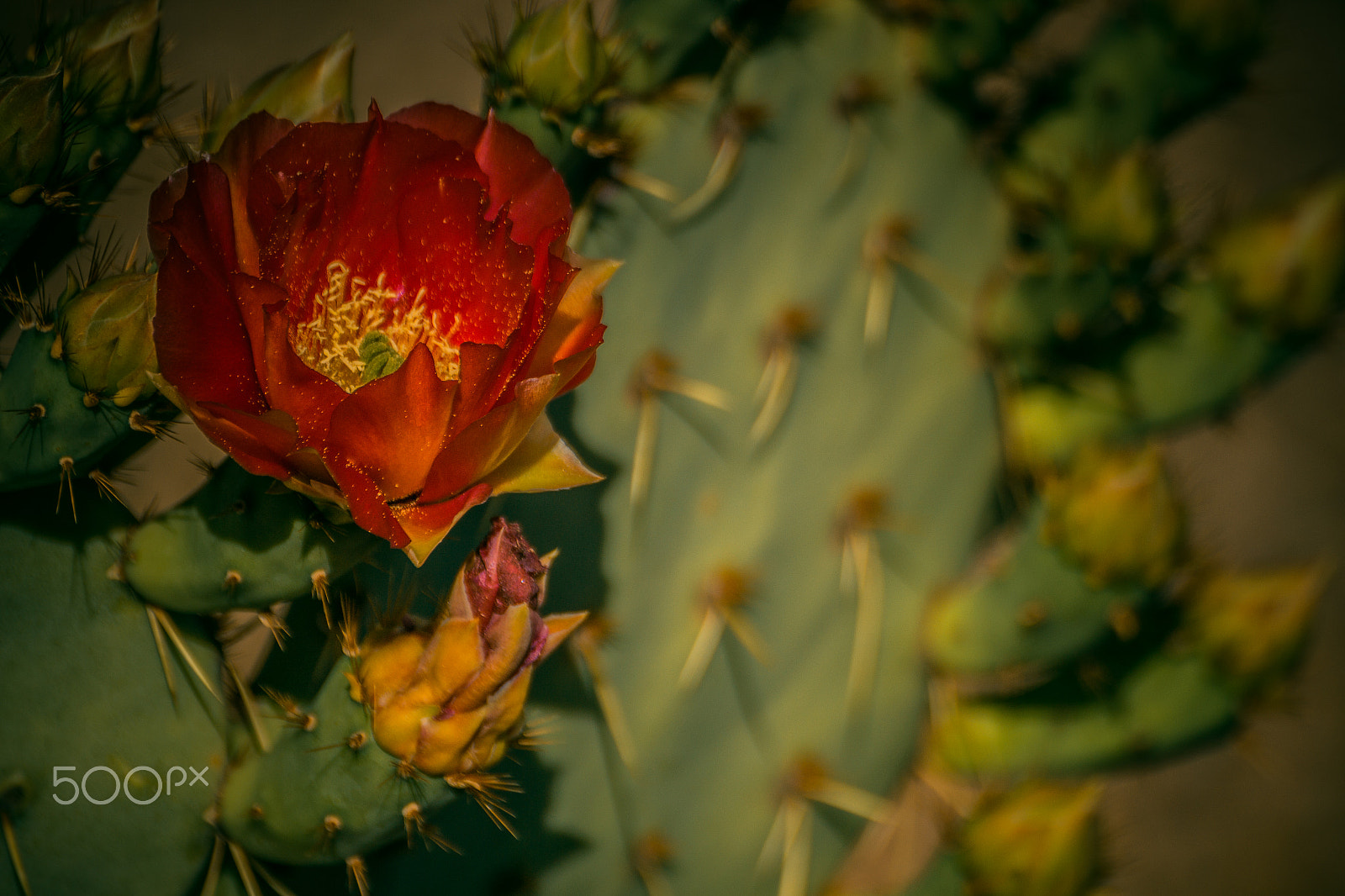 Tamron SP 35mm F1.8 Di VC USD sample photo. Prickly pear photography