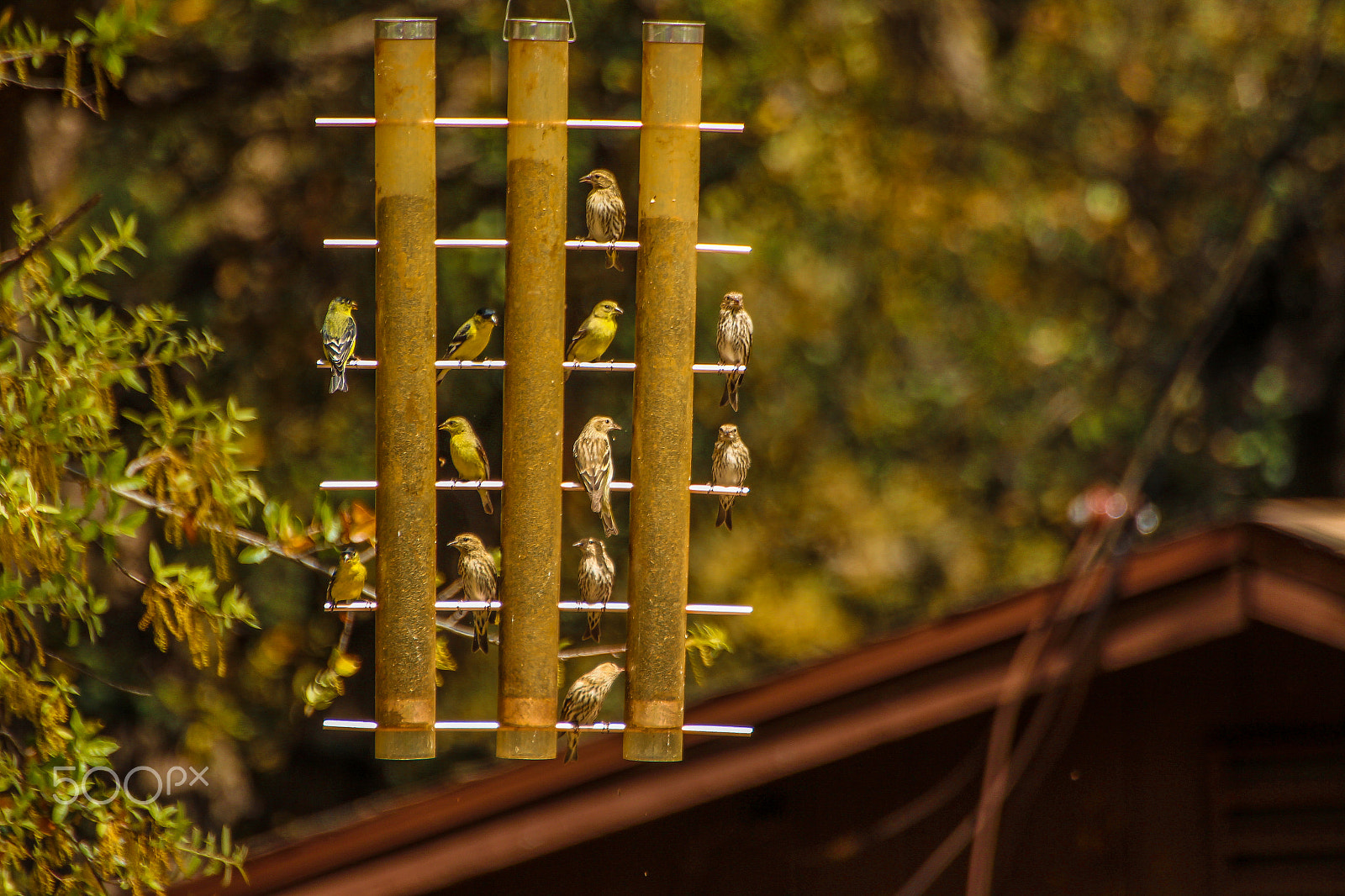 Canon EOS 700D (EOS Rebel T5i / EOS Kiss X7i) + Tamron SP 35mm F1.8 Di VC USD sample photo. Finches on feeder photography