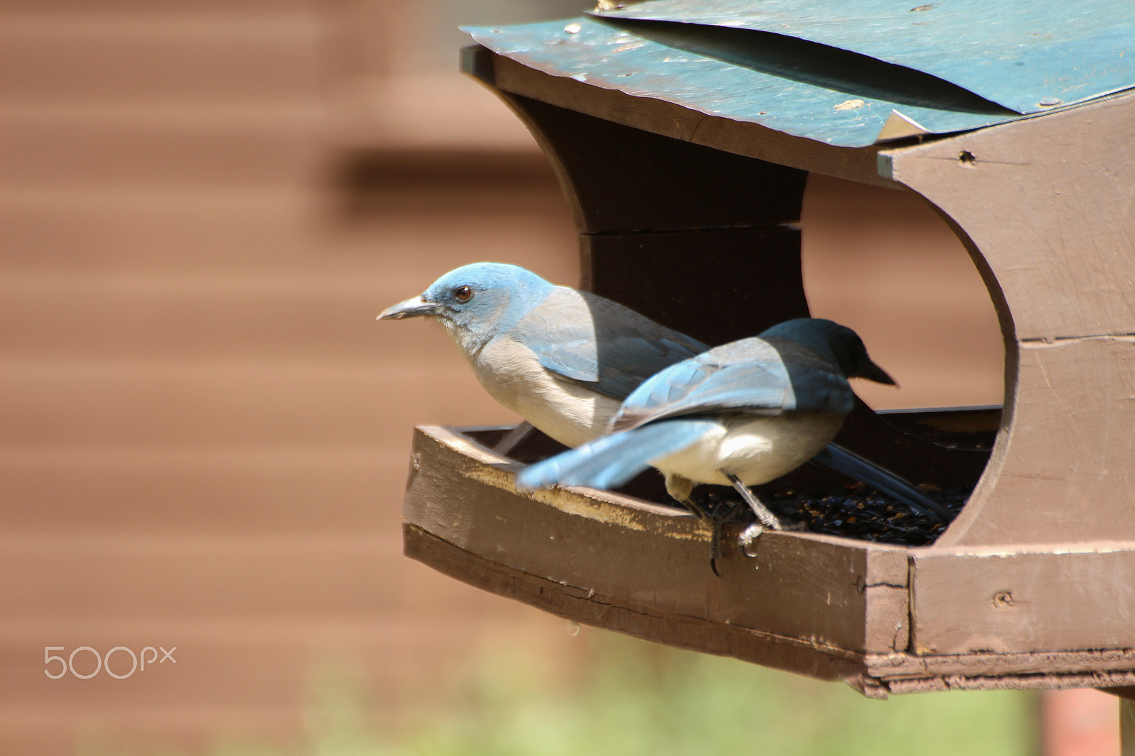 Canon EOS 700D (EOS Rebel T5i / EOS Kiss X7i) + Tamron SP 35mm F1.8 Di VC USD sample photo. Jays in feeder photography