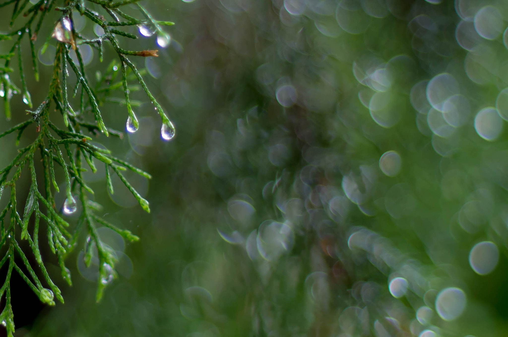 Pentax K-30 + A Series Lens sample photo. The rain effect photography