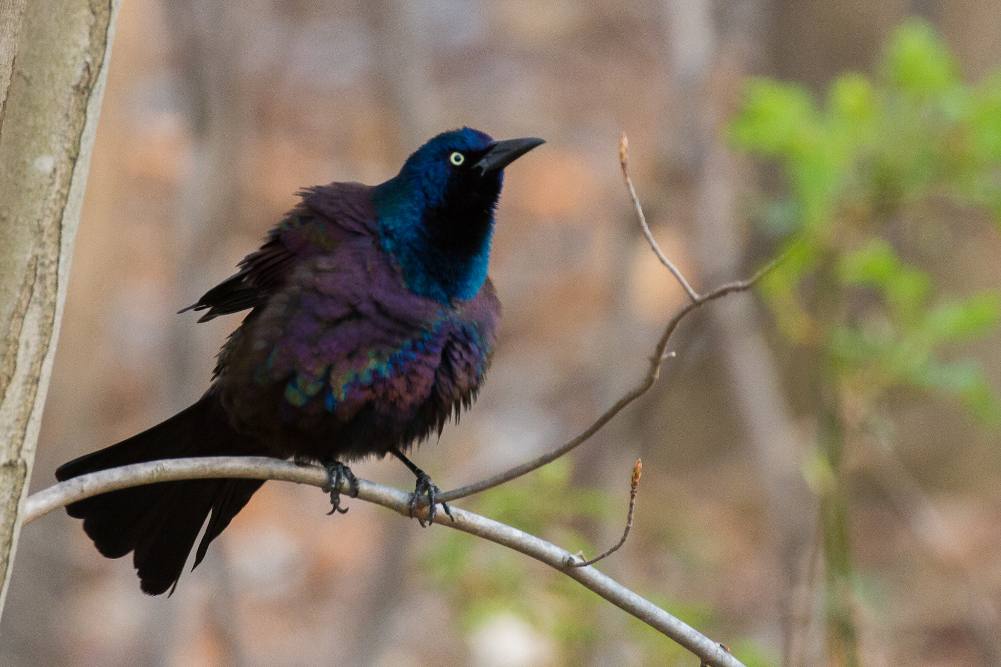 Canon EF 100-400mm F4.5-5.6L IS II USM sample photo. Common grackle all fluffed up! photography