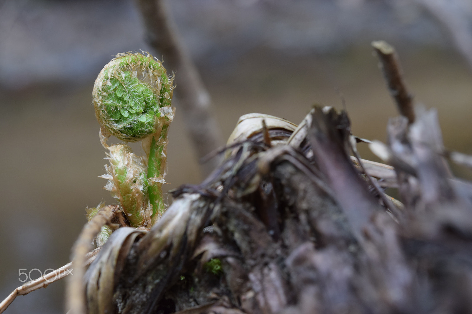 Nikon AF-S Micro-Nikkor 60mm F2.8G ED sample photo. Fern photography