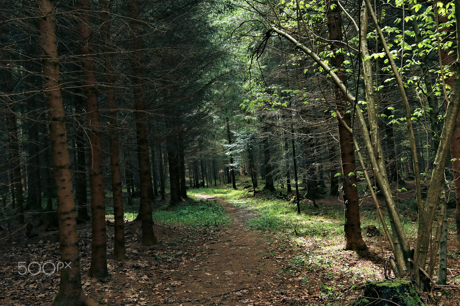 Canon EOS 750D (EOS Rebel T6i / EOS Kiss X8i) sample photo. The awakening wood4 photography