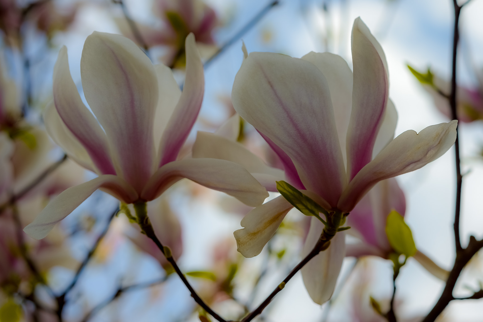Nikon D800 + AF Nikkor 50mm f/1.8 sample photo. More magnolia photography