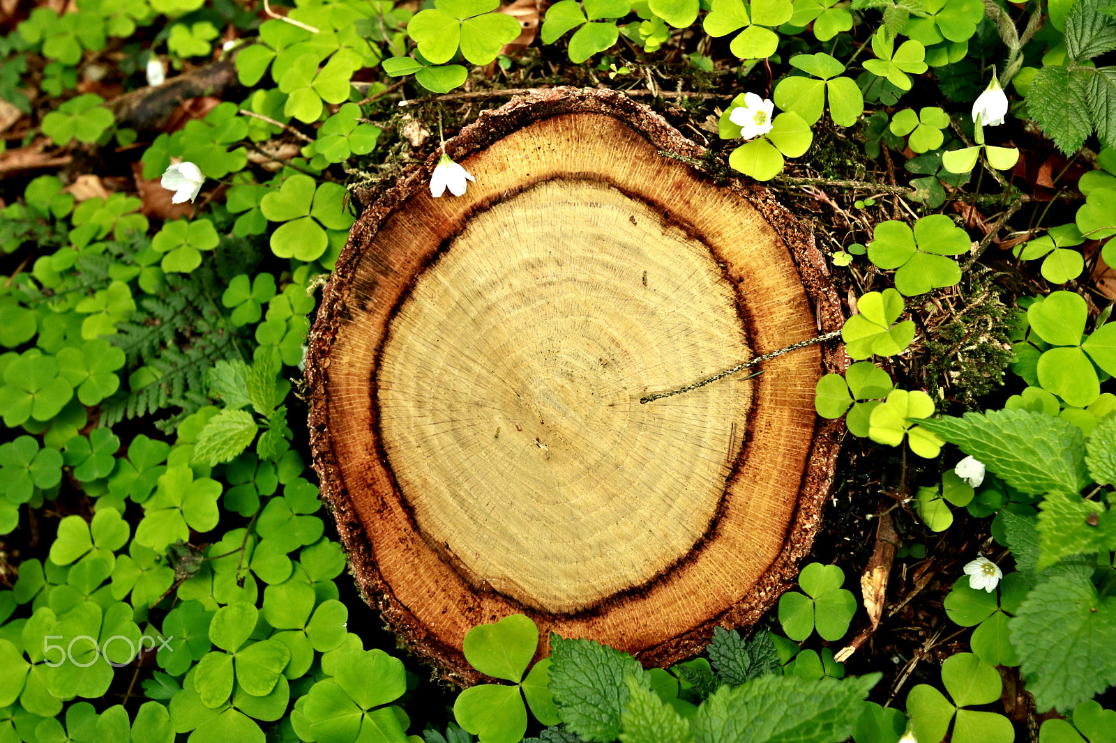 Canon EOS 750D (EOS Rebel T6i / EOS Kiss X8i) sample photo. The awakening wood5 photography