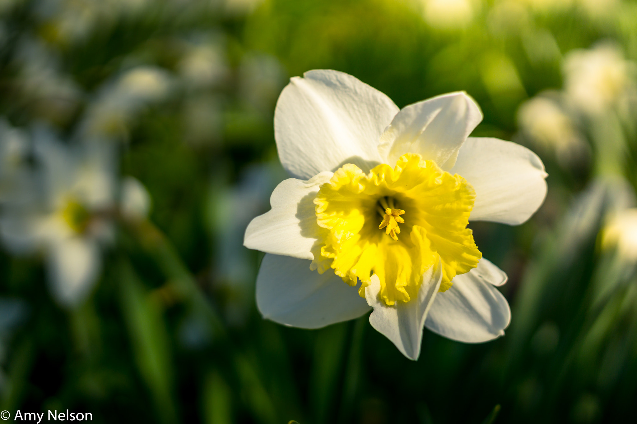 E 32mm F1.8 sample photo. Peaking daffodil photography