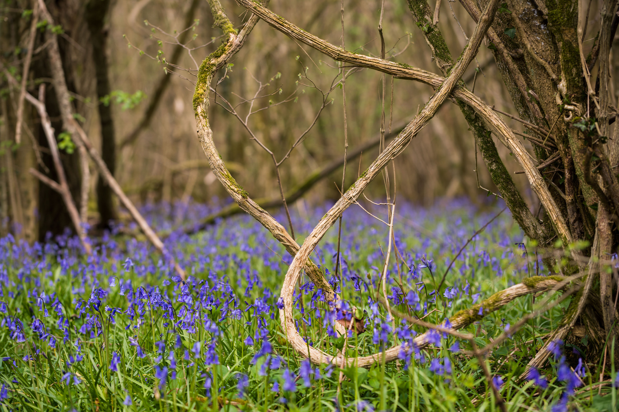 Sony a7R II + Canon EF 100mm F2.8L Macro IS USM sample photo. Bluebells photography