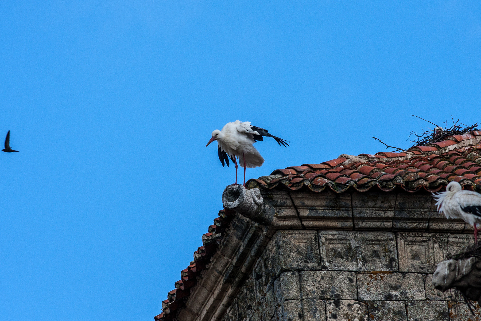 Canon EOS 40D + Canon EF 400mm F5.6L USM sample photo. Shell i stay or shall i go photography